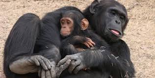 Chimpazee Santuary