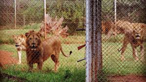 Nairobi Animal Orphanage Lions