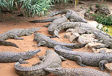 Nairobi Mamba Village Crocodile