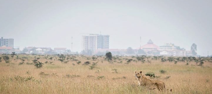 Nairobi National Park Tours And Excursions